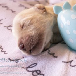 Black - Golden Retriever puppy in Grand Blanc, Michigan from Vista Goldens