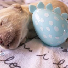 Black - Golden Retriever puppy in Grand Blanc, Michigan from Vista Goldens