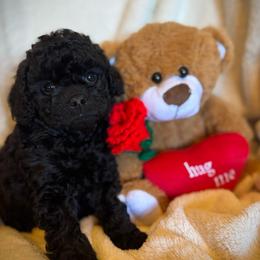 Black Male - male Cavapoochon puppy in Waldron, Arkansas from Kay’s Cutie Poos
