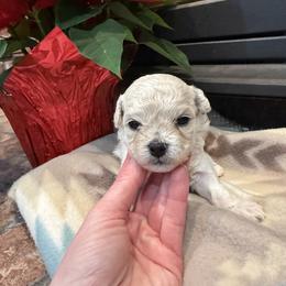 Boy 3 - male Bichon Frise puppy in Winslow Township, New Jersey from Charmed Bichons
