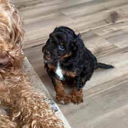 Bear - Black tri-color male Aussiedoodle puppy in Deer Park, Washington from Doodle Paw Ranch
