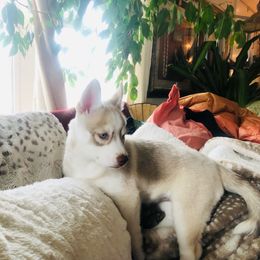Siberian Husky Puppies from Mahavidya Siberians