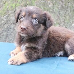 Paprika - Red tri-color female Australian Shepherd puppy in Macon, Georgia from Shaina’s Shepherds