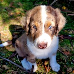 Remington - male Australian Mountain Doodle puppy in Kimball, Michigan from Perfect Companion Puppies