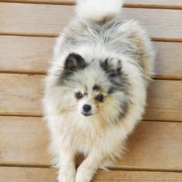 Kallie - Pomeranian