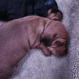 Dachshund puppies from Daisy Doxies