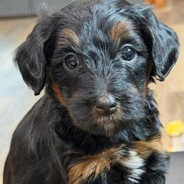 Sweettart - Phantom female Bernedoodle puppy in El Campo, Texas from Little Fur Friends Bernedoodles