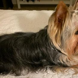 Yorkshire Terriers from Vargas De Rioja Yorkies