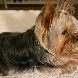 Yorkshire Terriers from Vargas De Rioja Yorkies