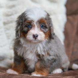 Leia - Merle female Bernedoodle puppy in Dundee, Ohio from Down Home Doodle