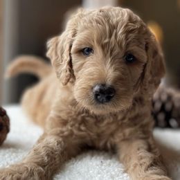 Golden Retrievers and Labradoodles from Mount Olive Doodles
