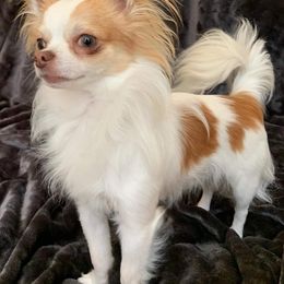 Chihuahua All Grown Up from D's Darling AKC Long Hair Chihuahuas