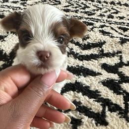 Marble-Green collar - Parti male Yorkshire Terrier puppy in Selden, New York from Alisha's Yorkshire Terriers