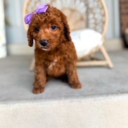 Alta - Red  female Goldendoodle puppy in West Haven, Utah from Split Mountain Doodles