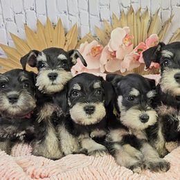Miniature Schnauzer Puppies from Halo Schnauzer