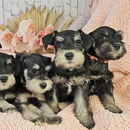 Miniature Schnauzer Puppies from Halo Schnauzer