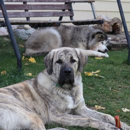 Anatolian Shepherd Dog All Grown Up from Fyne Acres
