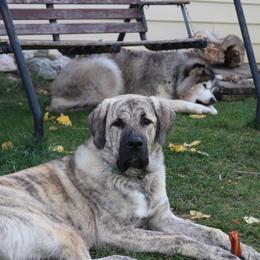 Anatolian Shepherd Dog All Grown Up from Fyne Acres