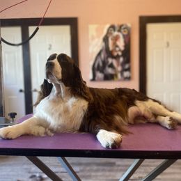 Tallulah  - English Springer Spaniel