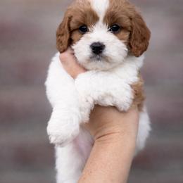 Annie - Blenheim female Cavapoo puppy in Roseville, California from Lipscomb Doodles