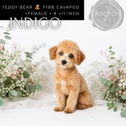 Bernedoodle, Cavapoo, Cavapoochon, Goldendoodle, Poodle, and Yorkipoo Puppies from Anchor Dogs