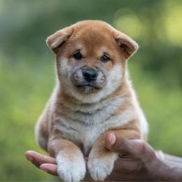 Boy 1 - Red male Shiba Inu puppy in Hephzibah, Georgia from Evenfalls Shiba Inu