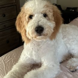 Holly - Goldendoodle
