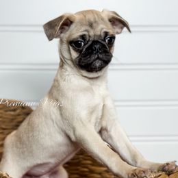 Woody - Pug puppy from Premium Pugs
