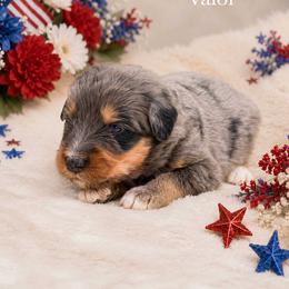Valor - Tri-color male Bernedoodle puppy in Spartanburg, South Carolina from Southern Magnolia Bernedoodles