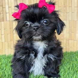 Faerie - Black female Shih Tzu puppy in San Tan Valley, Arizona from My Puppy Tzu