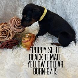 Poppy Seed - Black and rust female Doberman Pinscher puppy in Wellington, Ohio from Jessie (TDD, llc)
