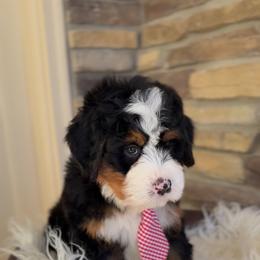 Bernedoodle, Cavapoo, and Goldendoodle Puppies from Blackberry Farm Puppies