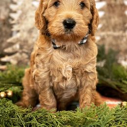 Bernedoodle and Goldendoodle Puppies from Draper Doodles