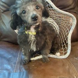 Girl 1 Jyma - Black female Poodle puppy in Mc Dade, North Carolina from Toy Poodles of NC