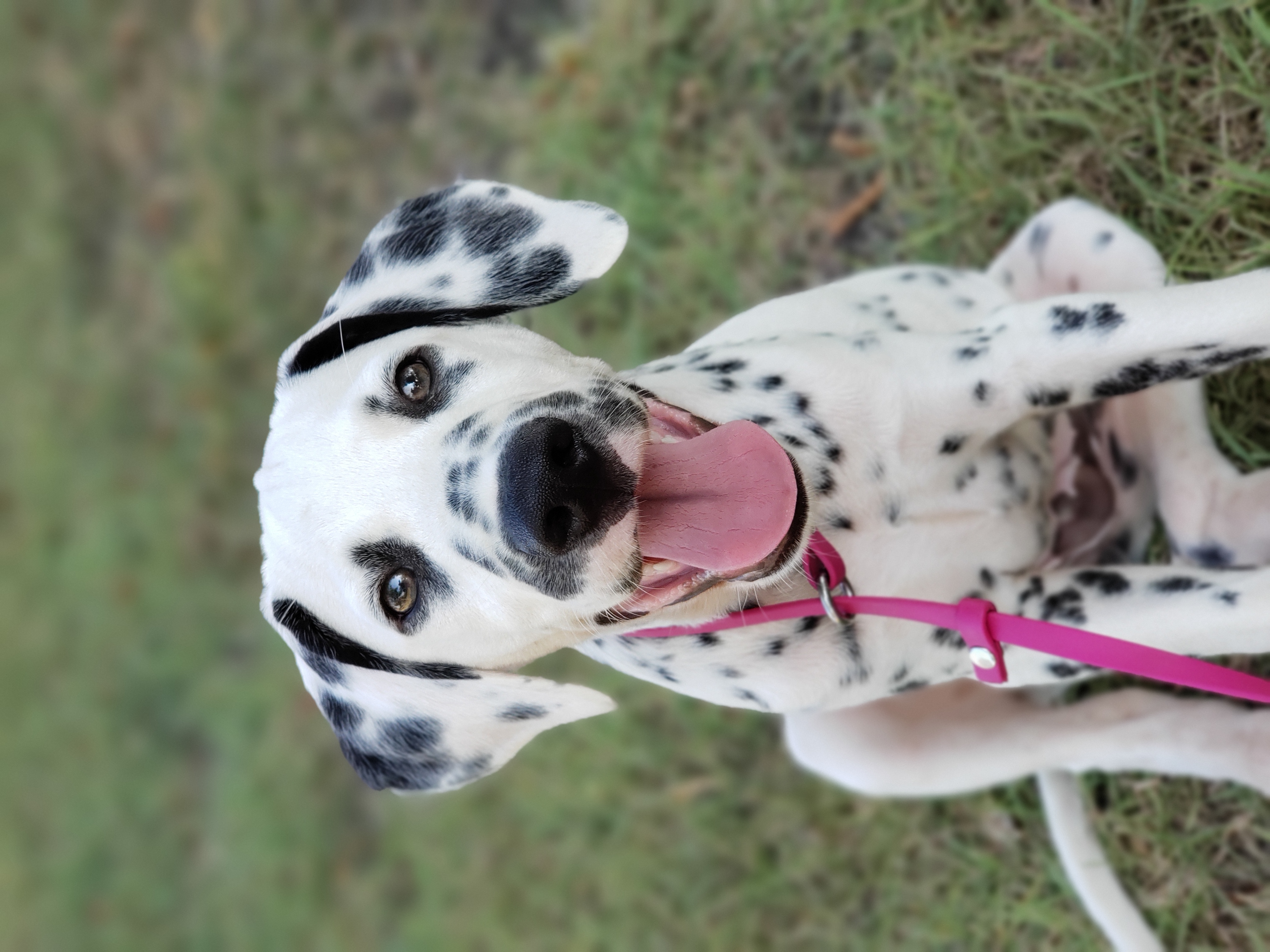 Lincoln-NN LUA - White and black Dalmatian puppy in Mckinney, Texas from 5 Alarm LUA Dalmatians & Bling Tiny Doodles