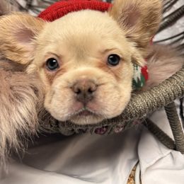 French Bulldog Puppies from SoCalFamilyFrenchies, Doodles and more