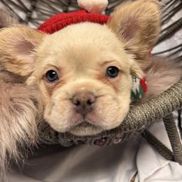 French Bulldog Puppies from SoCalFamilyFrenchies, Doodles and more