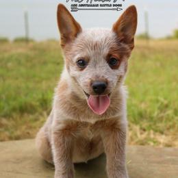Gypsy - Red speckled female Australian Cattle Dog puppy in Waxahachie, Texas from MC Heelers
