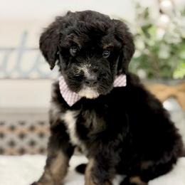 Mr. Limeade - Tri-color male Bernedoodle puppy in Hegins, Pennsylvania from Bubbling Springs Doodles, LLC
