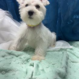 Yellow - White male Miniature Schnauzer puppy in Sevierville, Tennessee from A&J Miniature Schnauzers