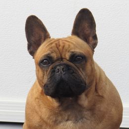 Yeti - French Bulldog
