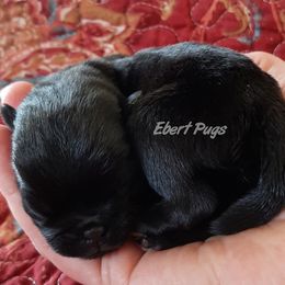 Golden Retriever and Pug Puppies from Ebert Pugs
