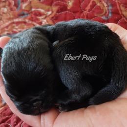 Golden Retriever and Pug Puppies from Ebert Pugs