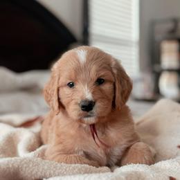 Whistler, Girl - Red  female Goldendoodle puppy in Maricopa, Arizona from Desert Ridge Doodles