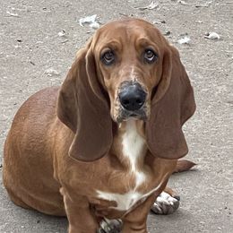 Honey - Basset Hound
