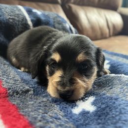 Dachshund Puppies from Wet Mountain Weenie Dogs