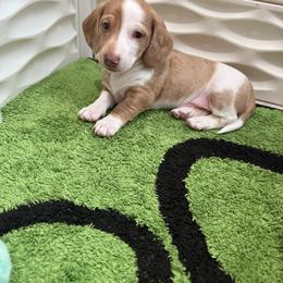 Cruz-4800 - Dapple male Dachshund puppy in Winter Haven, Florida from Dreamwork Dachshunds
