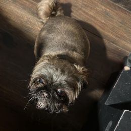 Piper - Shih Tzu