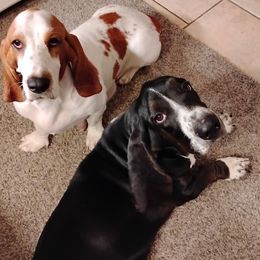 Rockey - Basset Hound