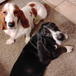 Rockey - Basset Hound